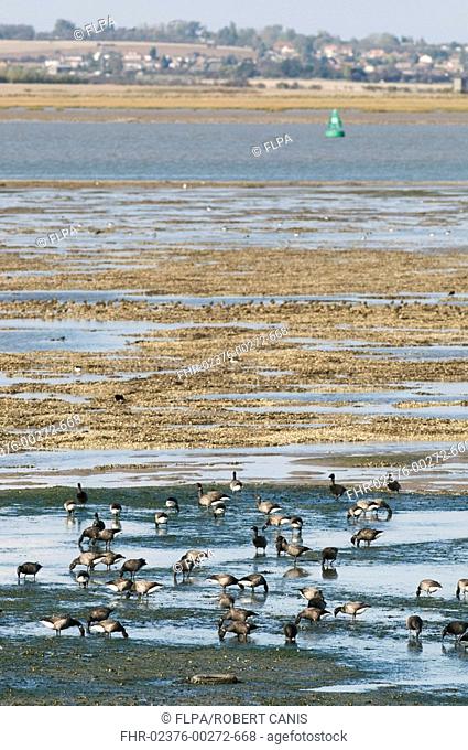 Brent Goose Branta bernicla flock, feeding on mudflats and mussel beds, The Swale, North Kent Marshes, Kent, England, october