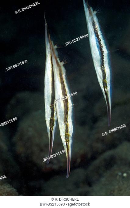 razorfish, shrimpfish (Aeoliscus strigatus), three individuals head first, Federated States of Micronesia, Palau