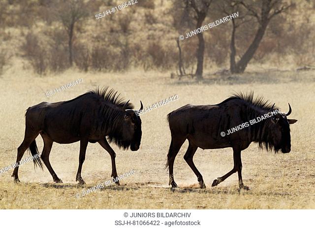 Blue Wildebeest (Connochaetes taurinus). Tw individuals roaming in the dry riverbed of the Auob river. Kalahari Desert, Kgalagadi Transfrontier Park
