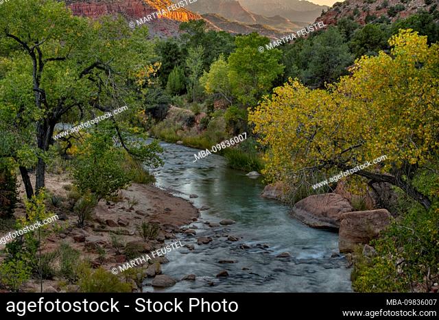 USA, Utah, Washington County, Springdale, Zion National Park, Virgin River flows through Zion Canyon, in HG the mountain Watchman