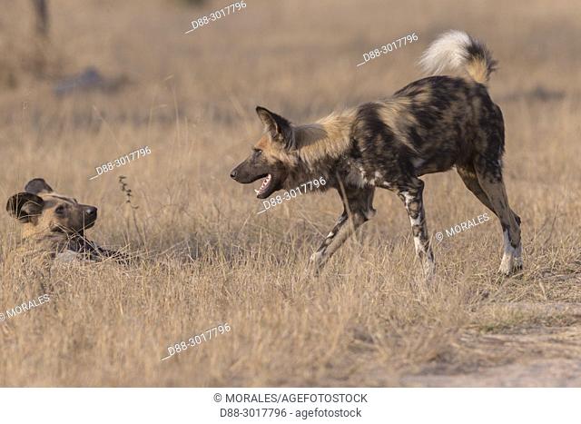 Africa, Southern Africa, South African Republic, Mala Mala Game Reserve, African wild dog or African hunting dog or African painted dog (Lycaon pictus), adults
