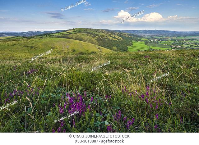 Bell Heather in bloom at Crook Peak with Wavering Down beyond in the Mendip Hills, Somerset, England