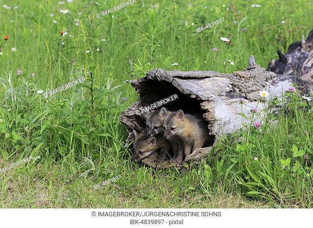 Gray foxes (Urocyon cinereoargenteus), three young animals looking curiously from a hollowed tree trunk in a flower meadow, Pine County, Minnesota, USA