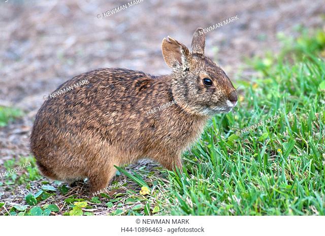 marsh rabbit, sylvilagus palustris, Florida, USA, North America, animal, portrait, sitting, grass, rabbit