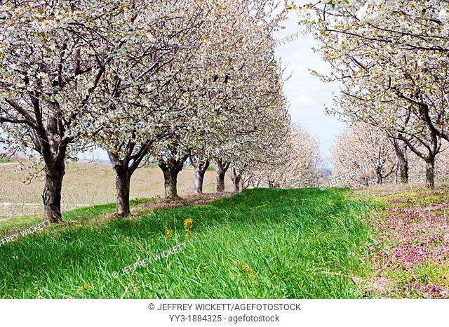 Spring time orchard of cherry trees in Michigan, USA