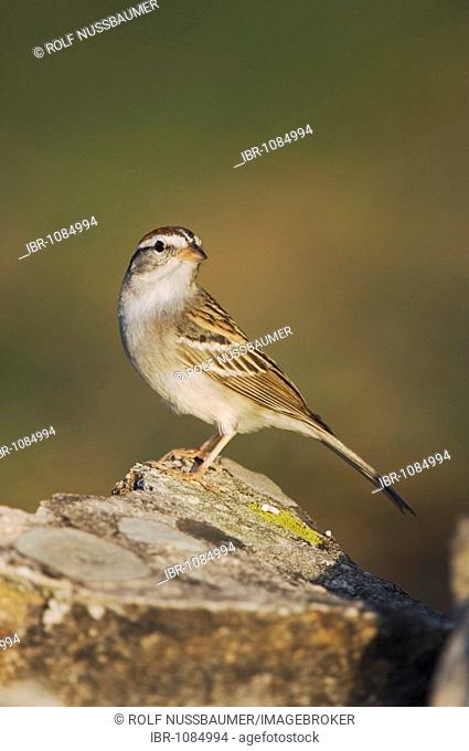Chipping Sparrow (Spizella passerina), adult perched on rock, Uvalde County, Hill Country, Texas, USA