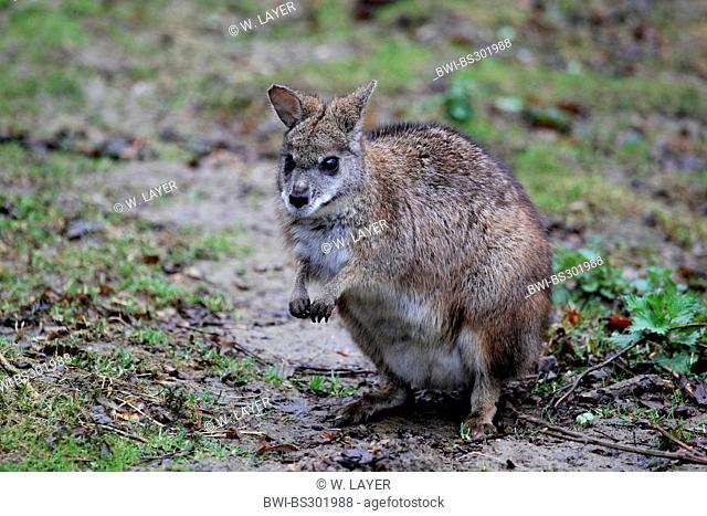 parma wallaby, white-throated Wallaby (Macropus parma), sitting on moist soil ground