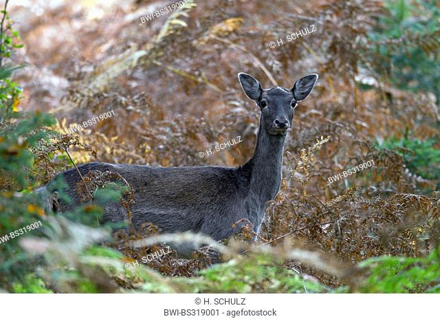fallow deer (Dama dama, Cervus dama), hind peering from behind ferns, Germany, Schleswig-Holstein
