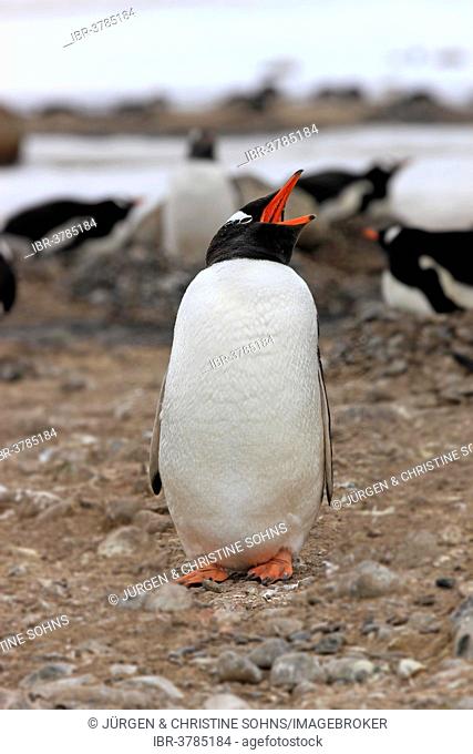 Gentoo Penguins (Pygoscelis papua), adult calling, Half Moon Island, Antarctica