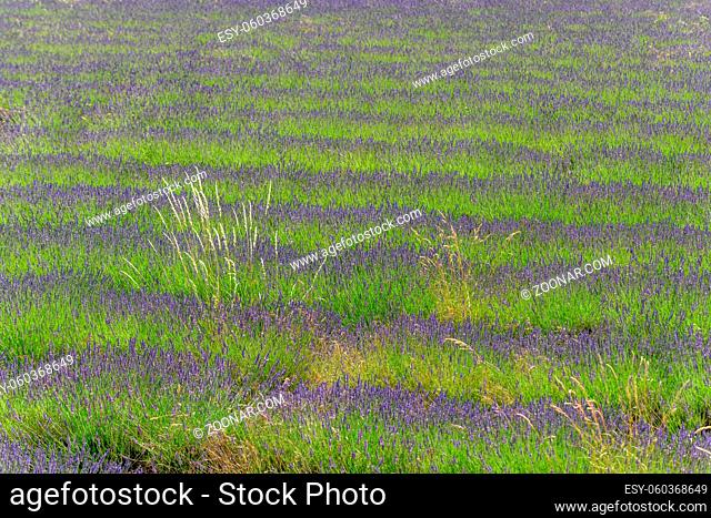 Lavender fields in bloom in Provence. Drôme Provençale (Drôme)