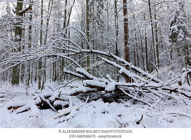 Winter landscape of natural forest with dead oak tree trunk lying, Bialowieza Forest, Poland, Europe