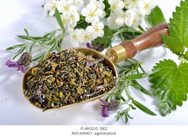 Cardiovascular tea, Mistletoe, valerian, common lavender, hawthorn herb, nettle, hibiscus / (Viscum album), (Crataegus monogyna), (Common valerian)