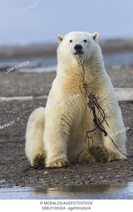 United States, Alaska, Arctic National Wildlife Refuge, Kaktovik, Polar Bear( Ursus maritimus ), old cub playing with a branch