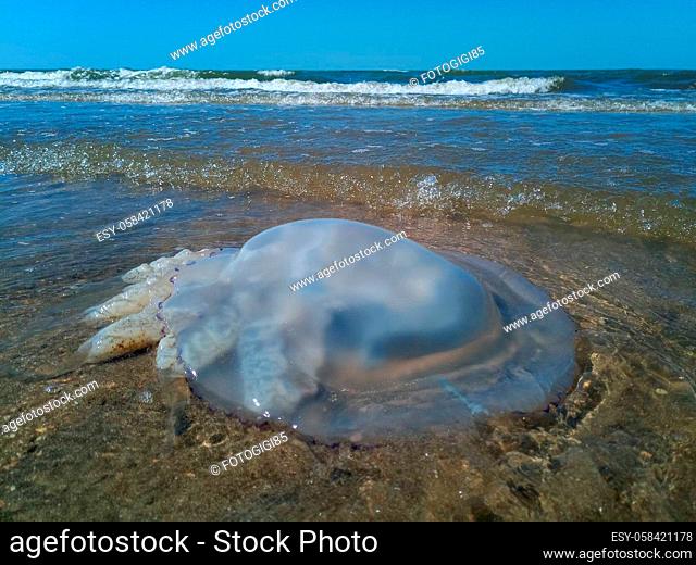 Dead jellyfish in the shallow waters of the seashore. Jellyfish Rhizostomeae