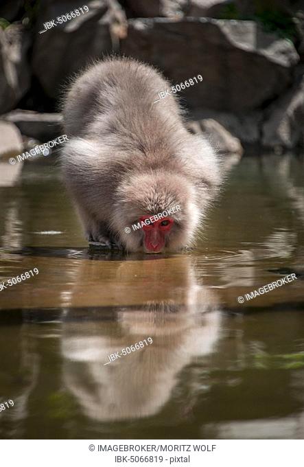 Japanese macaque (Macaca fuscata) drinking in the river, Yamanouchi, Nagano Prefecture, Honshu Island, Japan, Asia