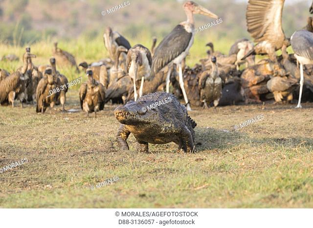 Africa, Southern Africa, Bostwana, Chobe i National Park, Chobe river, Nile Crocodile (Crocodylus niloticus) comes to eat as well as African vultures (Gyps...