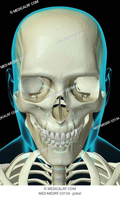 The bones of the head and face