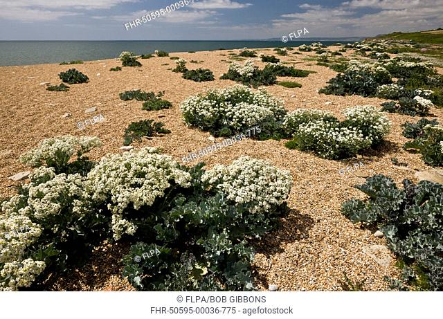 Sea Kale (Crambe maritima) flowering mass, growing on shingle bank, Cogden Beach, Chesil Beach, Dorset, England, June