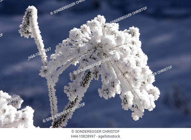 hoarfrost, cold, nature, flowers, plants, Dolden, blossoms, flourish, Frozen, cold, winter, white, detail, plant, snow