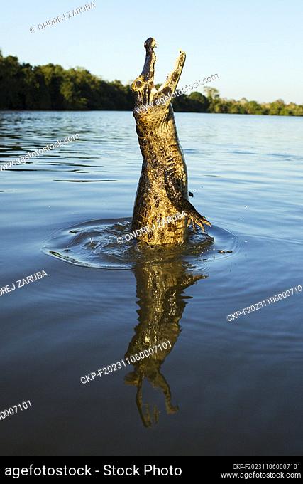 jumping yacare caiman in Pantanal (CTK Photo/Ondrej Zaruba)