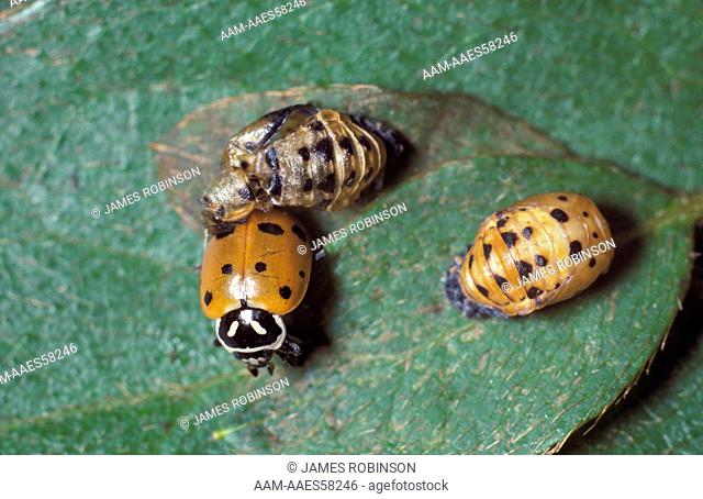 Convergent Ladybug Beetle emerges from its pupal case (Hippodamia convergens)