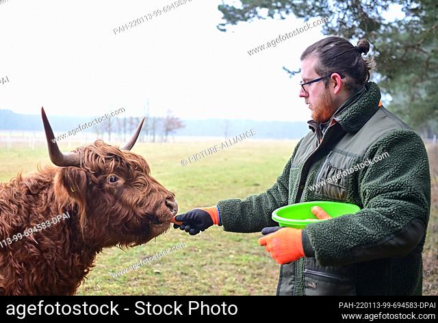 13 January 2022, Brandenburg, Baruth: Jan Tayeb, managing director of the Johannismühle Wildlife Park, feeds a Scottish Highland cow with carrots