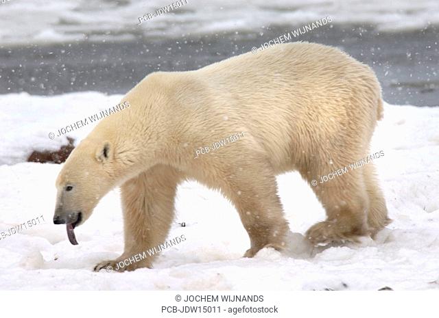 Manitoba, Churchill region, a lone male polar bear waiting for the ice of the Hudson Bay to freeze over