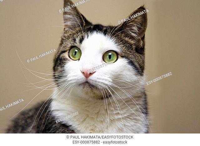 Tabby with white cat and bright green with yellow eyes looking  Head shot on beige like background