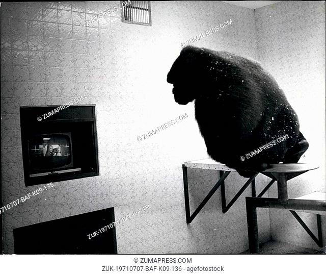 Jul. 07, 1971 - New 5, 000 home with colour T.V. for two gorillas : A 5, 000 Larry name complete with colour television has been built for two Gorillas