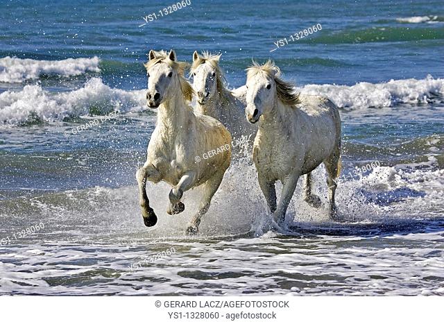 CAMARGUE HORSE, HERD GALLOPING ON BEACH, SAINTES MARIE DE LA MER IN THE SOUTH OF FRANCE