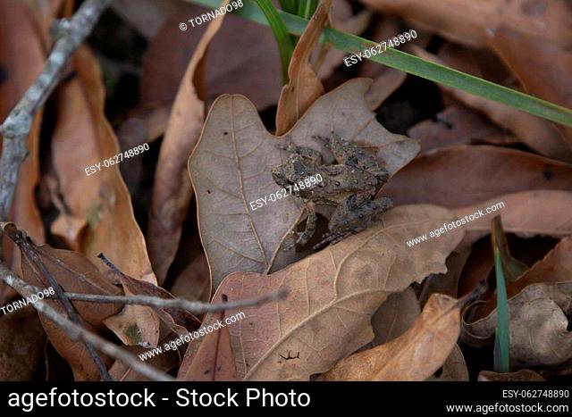 Tiny northern cricket frog (Acris crepitans) on a brown leaf, facing left