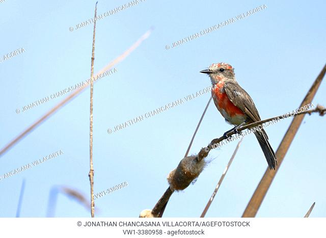 Vermilion flycatcher (Pyrocephalus rubinus), portrait of young male specimen perched on a branch in its natural environment. lima - Perú