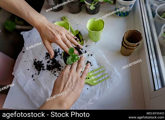 Hands of woman gardening small plants at home