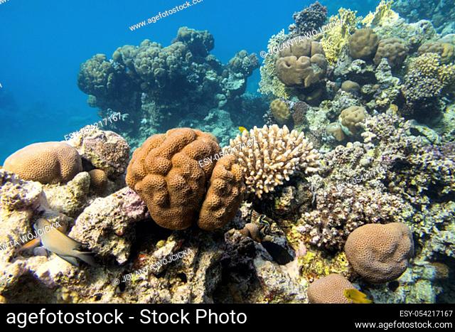 Colorful coral reef at the bottom of tropical sea, great Favites abdita coral, underwater landscape