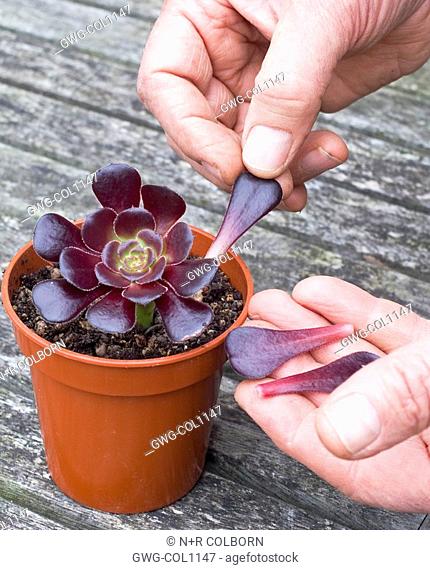 PROPAGATION OF AEONIUM ARBOREUM FROM STEM CUTTINGS REMOVING LOWER LEAVES FROM POTTED CUTTING