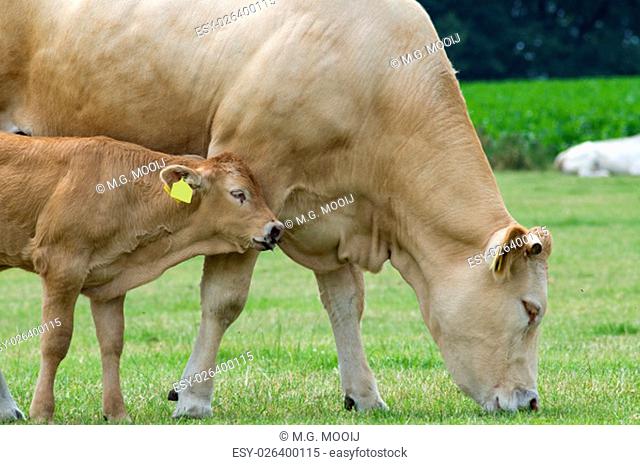 Baby cow standing with her grazing mother