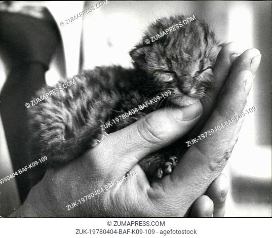 Apr. 04, 1978 - Baby Margay at the London Zoo: Luke, A margay, was born on march 28th at the London Zoo and is being reared by his keeper