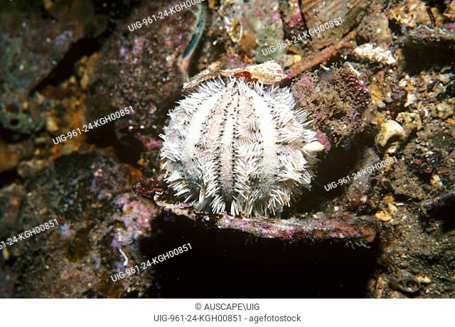 Sea urchin (Amblypneustes pachistus), Edithburgh, South Australia