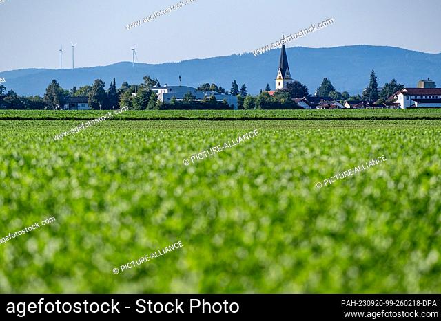 PRODUCTION - 15 September 2023, Bavaria, Straßkirchen: A field between Irlbach and Straßkirchen, with the parish church of St