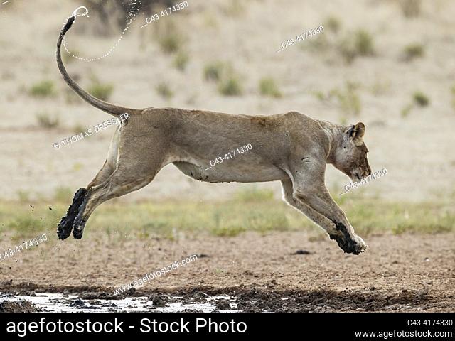 Lion (Panthera leo). Female. Jumping over the muddy part of a waterhole. Kalahari Desert, Kgalagadi Transfrontier Park, South Africa