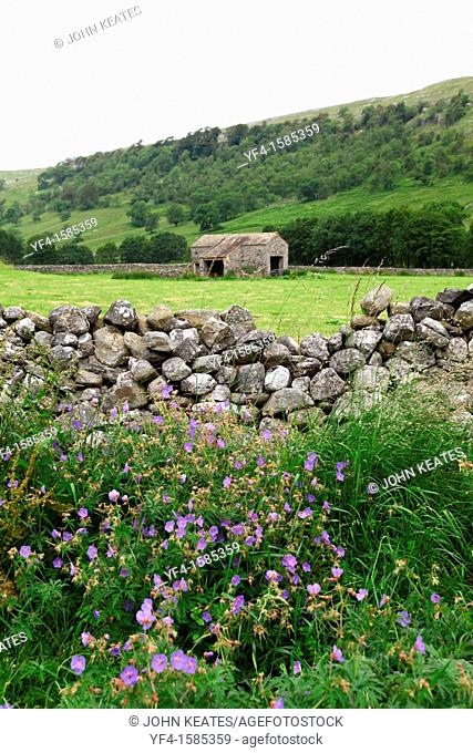 Wild flowers growing by a dry stone wall infront of a stone barn at Arncliffe Litton Dale, North Yorkshire, Yorkshire Dales National Park, England, UK