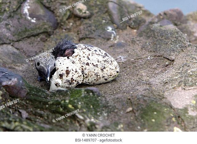 Razorbill Newborn razorbills Alca torda, Shetland Islands, Scotland. Alca torda  Razorbill  Penguin  Alcid  Seabird  Bird