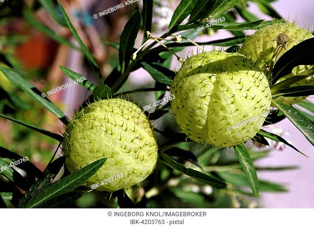 Fruits of the balloonplant (Gomphocarpus physocarpus) or bishop's balls, Agia Galini, Crete, Greece