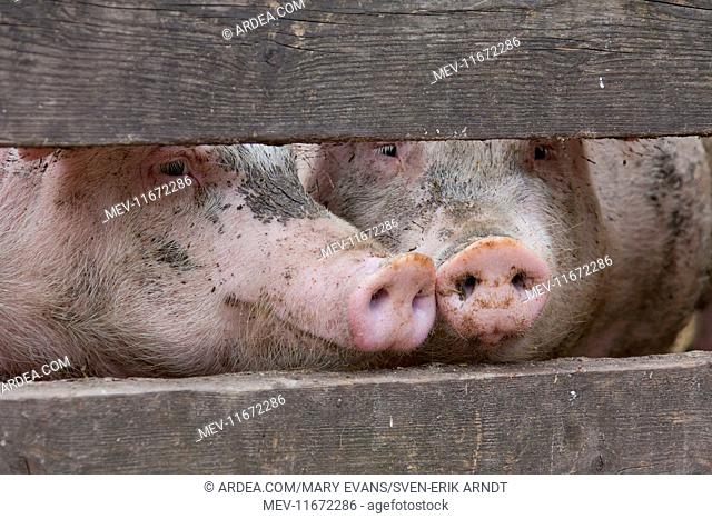 Domestic Pig sow in stable