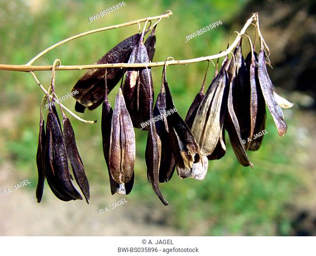 dryer's woad (Isatis tinctoria), fruits, samaras