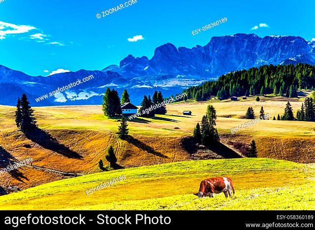 The Dolomites, Italy. Sunny day for photographing and hiking. Magnificent rocky ridge borders a valley Alpe di Siusi. Fat cows graze on grassy hills