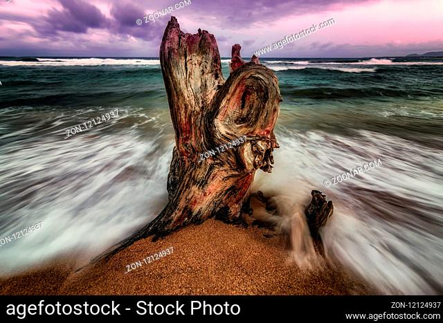 The remains of a tree stump are pounded by the Pacific Ocean at sunset. Kauai, Hawaii
