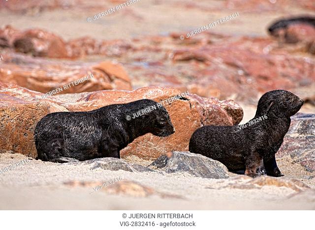 colony of Brown fur seals, Arctocephalus pusillus, Cape Cross on the Skeleton Coast of Namibia, Africa - Skeleton Coast, Namibia, 23/02/2011