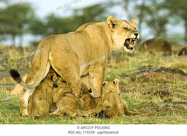 African Lions lioness with cubs Masai Mara Game Reserve Kenya Panthera leo