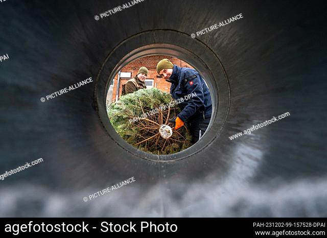 02 December 2023, Lower Saxony, Reppenstedt: René Pöggel (r) and Philipp Palmer (l) wrap a Christmas tree. Most vendors start selling Christmas trees on the...
